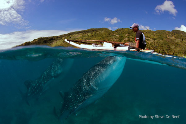 Whale Sharks Tour in Oslob, Cebu