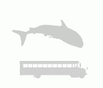 Whale vs Bus